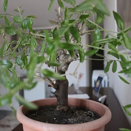 A Casa Di Paola לצ'ה